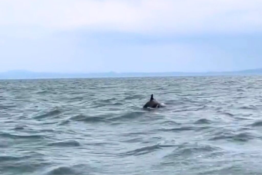 関門海峡周辺(門司・下関)に現れる野生のイルカの背びれ(遊漁船FOLK IN ONの船上から撮影)