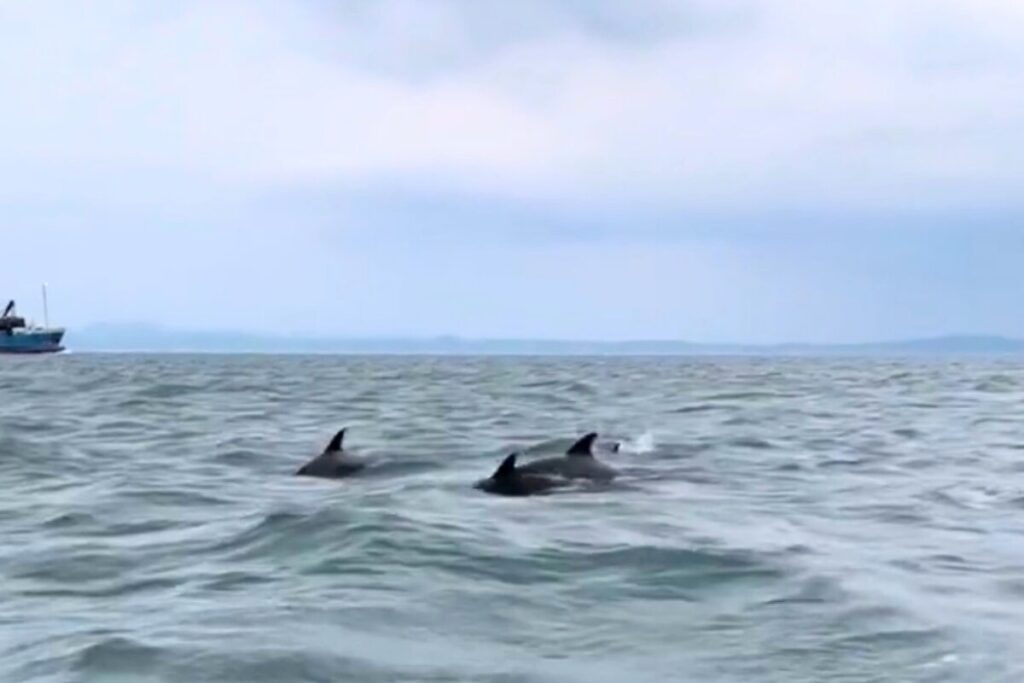 関門海峡で遭遇した野生のイルカの背びれと海面の様子(遊漁船FOLK IN ON)