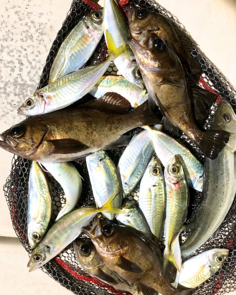 タモに入った大漁のアジとメバル